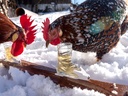 Apres-Allstars® Skischuh Schnapsglas mit Bindung im Set